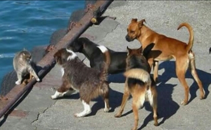 动物配文字搞笑图片,动物搞笑片段大全爆笑