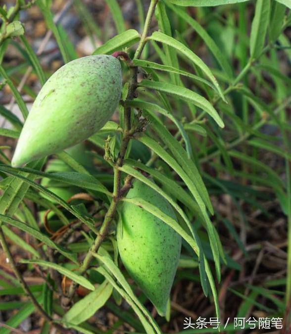 农村人最爱种植的20种“瓜”，你认识几个？|阿兮随笔