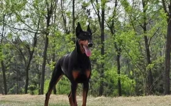 各种狗的身价排行榜,宠物狗什么狗最便宜还好看