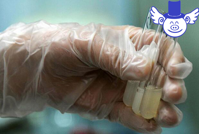 如何判断种公猪精液品质？异味过重的精液不能拿来人工授精！