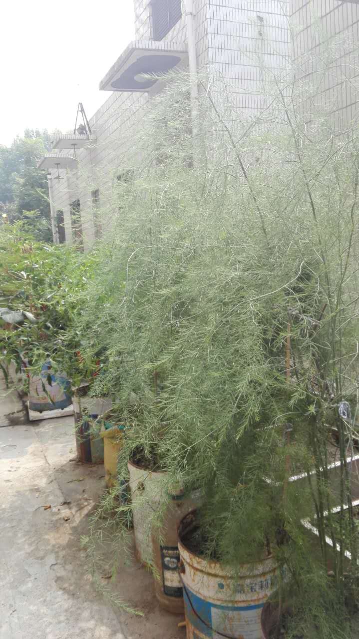 糖尿病人可以吃的蔬菜都有哪些呢,糖尿病患者可以吃什么蔬菜和水果