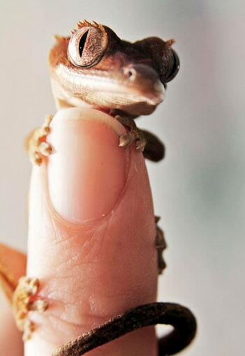 养在指尖的小萌物，哪一只会想让你抱回家？