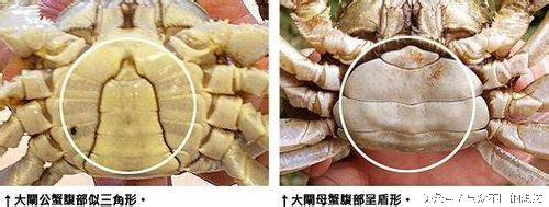 螃蟹怎么挑选公还是母,怎么挑公螃蟹和母螃蟹