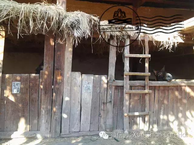 驴胶知识全在这儿了