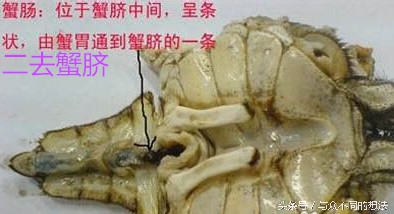 螃蟹怎么挑选公还是母,怎么挑公螃蟹和母螃蟹