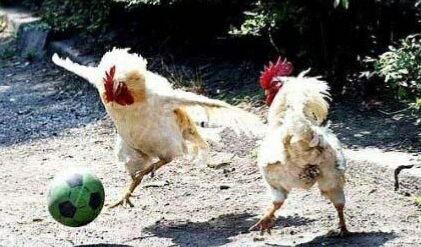 动物配文字搞笑图片,动物搞笑片段大全爆笑