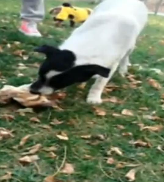 某小区业主打流浪狗,物业打小区流浪狗