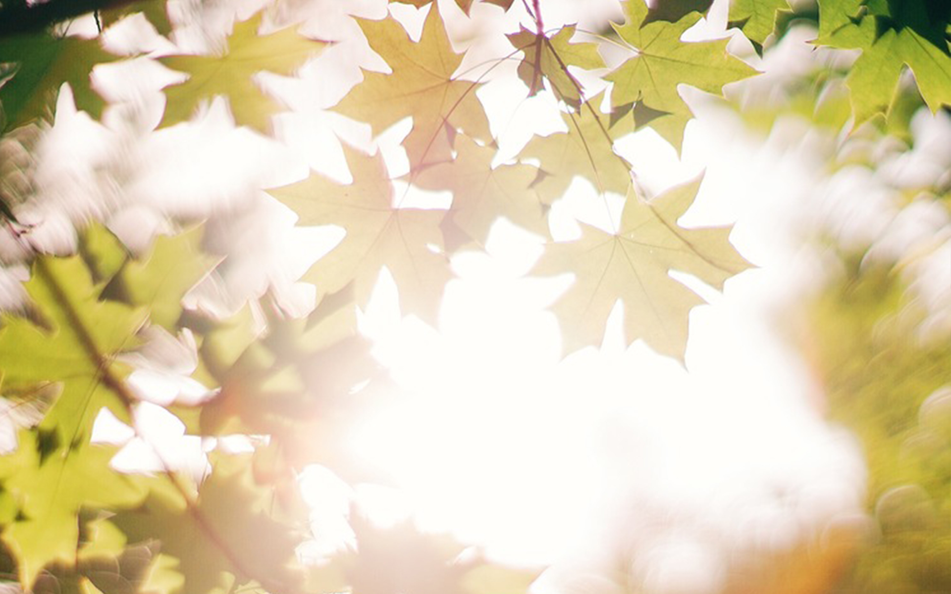 爱情语录倘若能够忘却我愿携爱而行