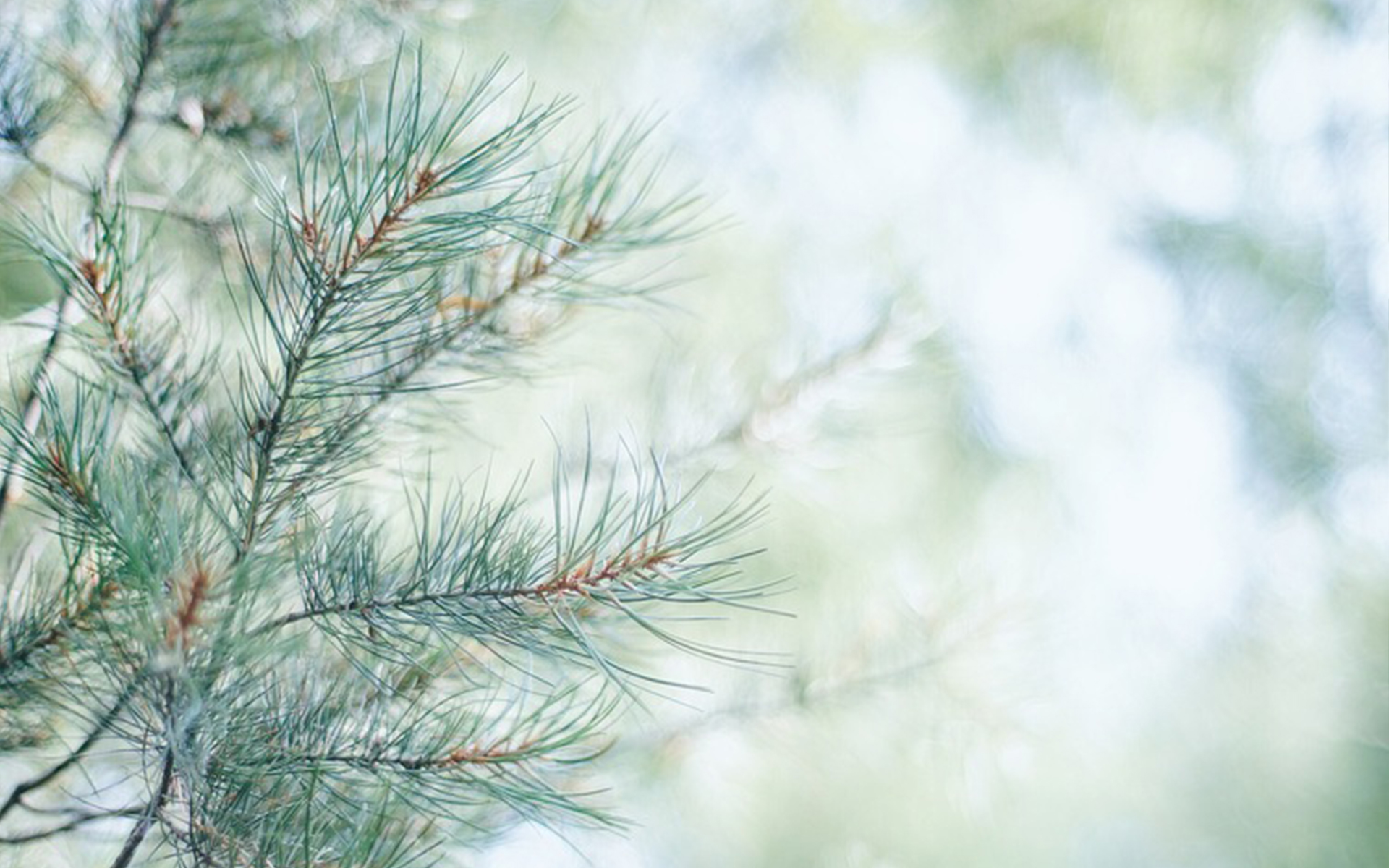 爱情语录倘若能够忘却我愿携爱而行