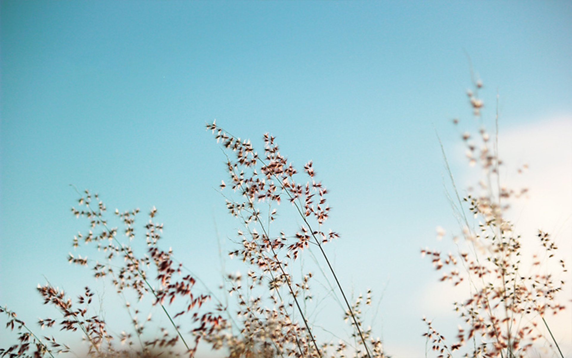 爱情语录倘若能够忘却我愿携爱而行