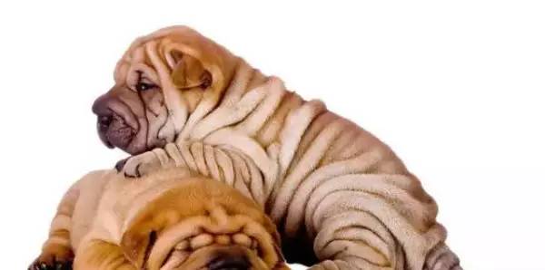 各种狗的身价排行榜,宠物狗什么狗最便宜还好看