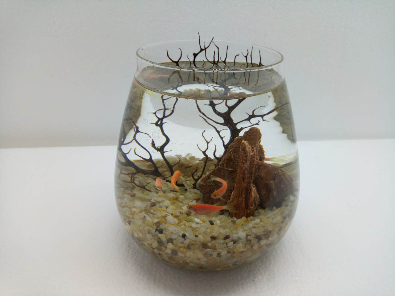 红斑马鱼品种大全图片,热带鱼新手入门推荐小鱼缸