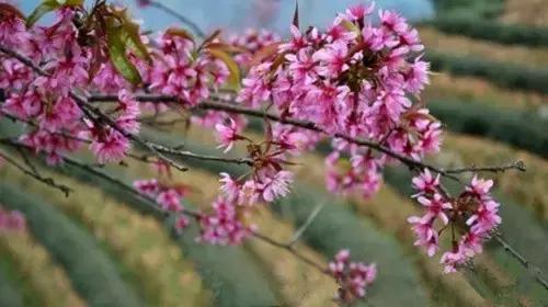 走进中国茶都安溪，看看是怎么样的一座城市