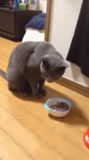 学生*党**白领的最爱小小仓鼠总有你不知道的秘密