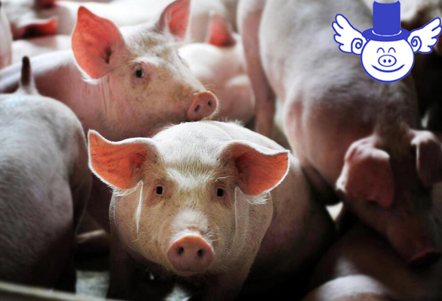 温氏养猪10000头猪一年利润多少,温氏养猪利润