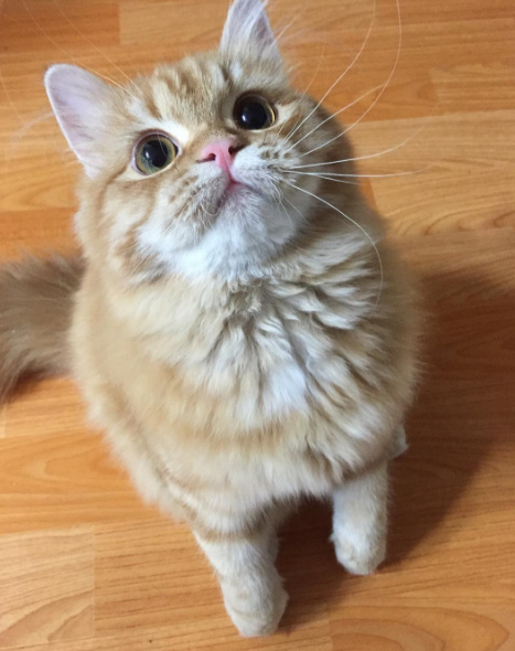 猫咪头上带了个粉色蝴蝶结表情包,狗狗控萌图视频