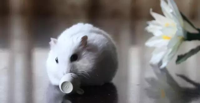 学生*党**白领的最爱小小仓鼠总有你不知道的秘密