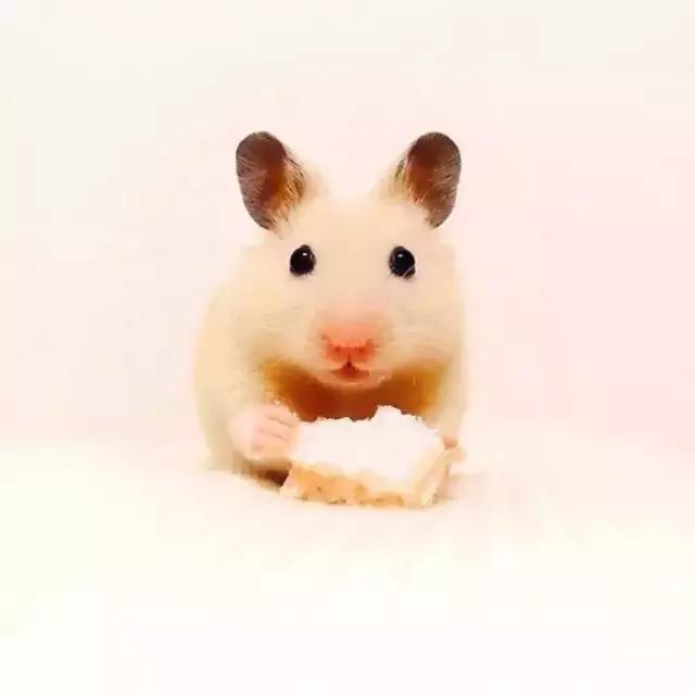 学生*党**白领的最爱小小仓鼠总有你不知道的秘密