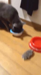 学生*党**白领的最爱小小仓鼠总有你不知道的秘密