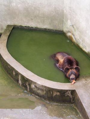 湘潭和平公园动物园星期天开放吗,湘潭市动物园的近况