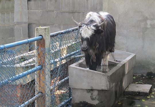 湘潭和平公园动物园星期天开放吗,湘潭市动物园的近况