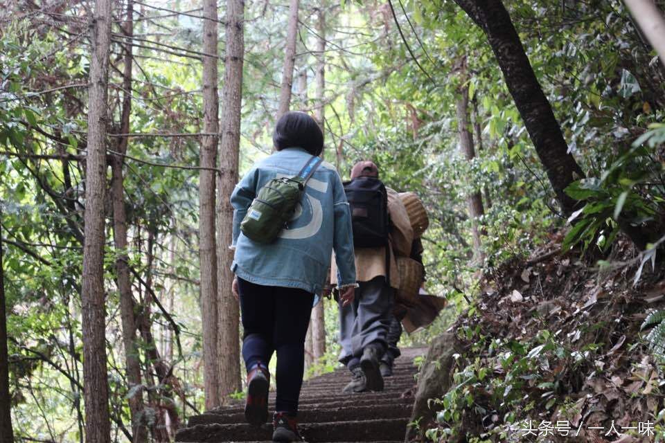 漫游天目山,探幽天目山森林之旅