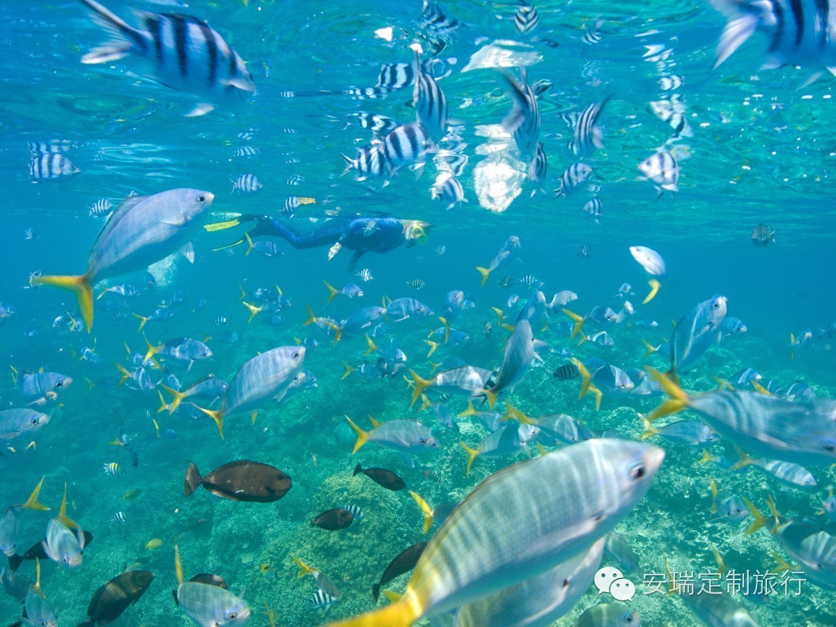 塞班岛和塞舌尔哪个好,塞舌尔菲律宾旅游