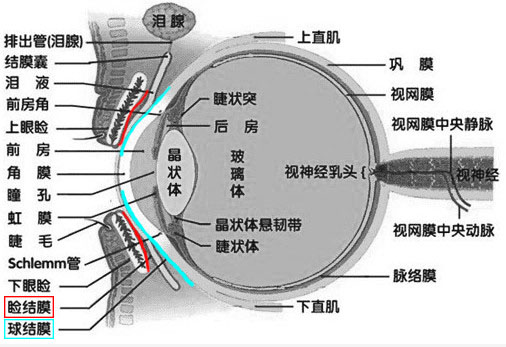 鼻炎引起的眼睛痒的小妙招,鼻炎引起的眼睛痒有什么小妙招