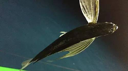 海陵岛手杆钓鱼点攻略,庙湾岛路亚钓点