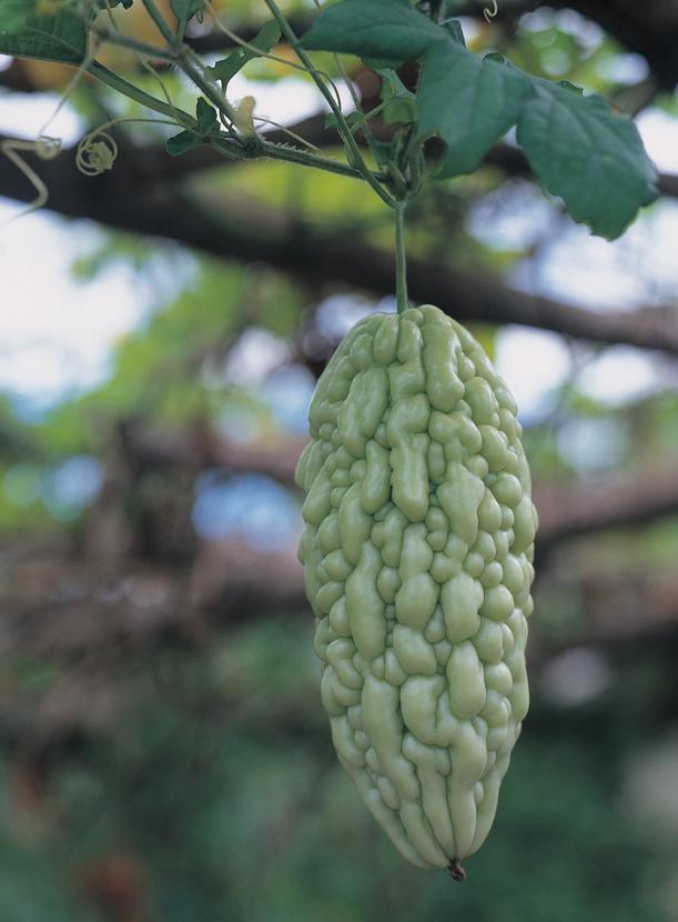 苦瓜炒饭制作方法,苦瓜木耳炒肉