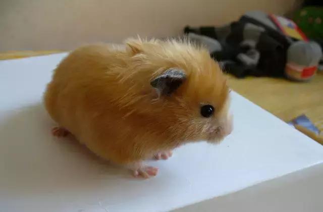 学生*党**白领的最爱小小仓鼠总有你不知道的秘密