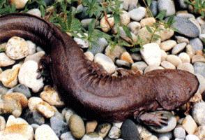 中国最便宜的大鱼怎么做才好吃,最好吃的野生大鱼