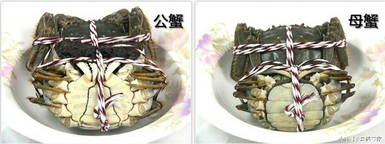 大闸蟹母蟹和公蟹的区别哪个好吃,大闸蟹公蟹还是母蟹好吃