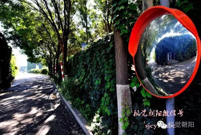 爬山虎翡翠图片大全,翡翠屏障