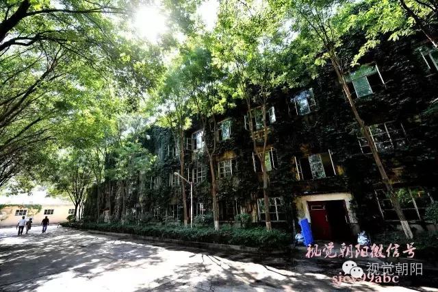 爬山虎翡翠图片大全,翡翠屏障