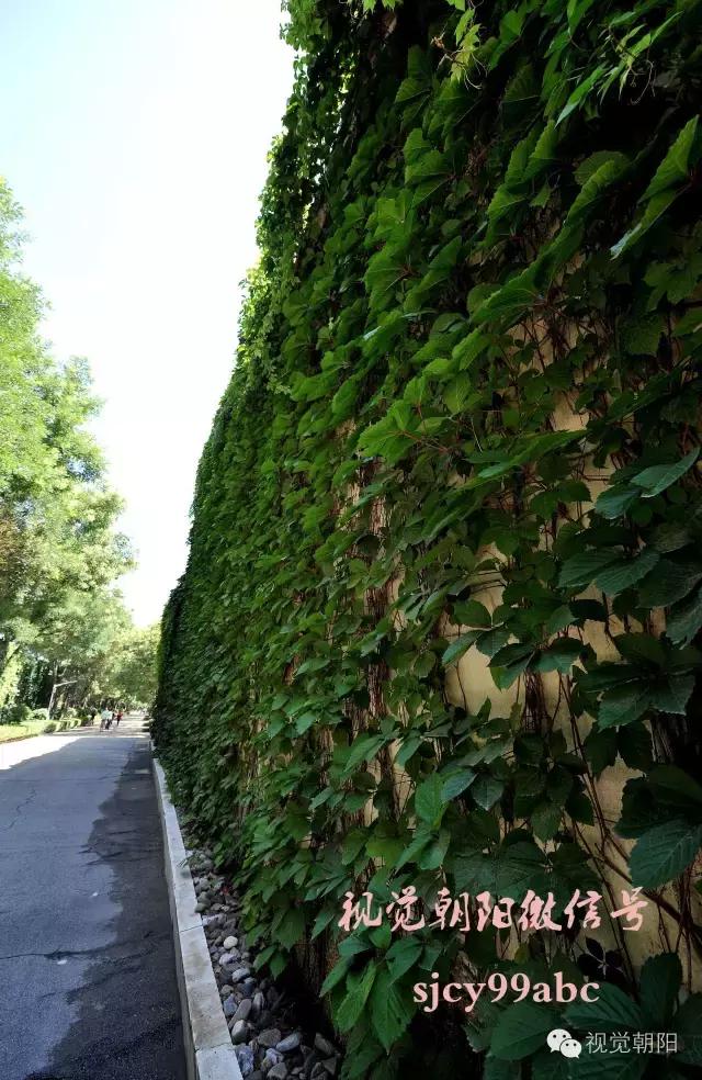 爬山虎翡翠图片大全,翡翠屏障