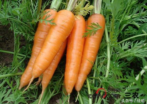 胡萝卜怎么吃降糖,糖尿病能吃胡萝卜吗是否降糖