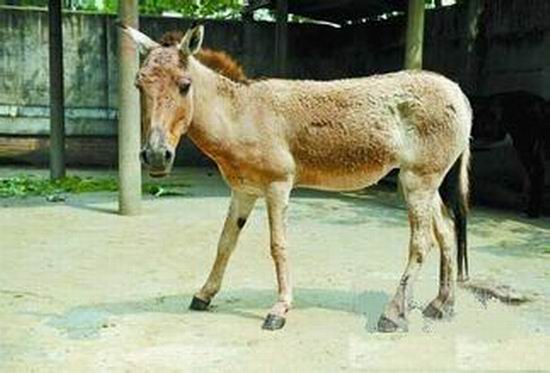 湘潭和平公园动物园星期天开放吗,湘潭市动物园的近况