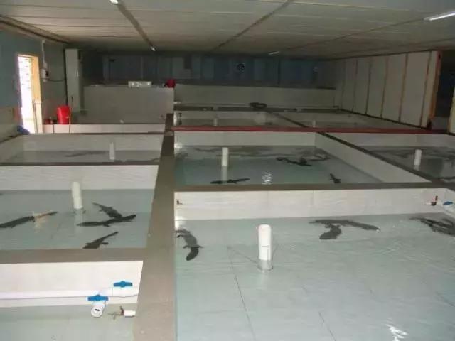 中国最便宜的大鱼怎么做才好吃,最好吃的野生大鱼