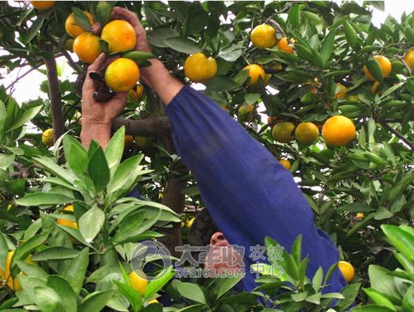 柑橘贮藏保鲜技术与步骤简介图,柑橘摘果后如何保管