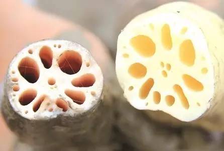 十大健脑必知道的食物,国际公认的5大健脑食物