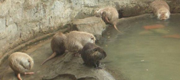 湘潭和平公园动物园星期天开放吗,湘潭市动物园的近况