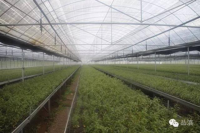 云南悄然掀起的这股“白及热”，很多人实现了“小目标”