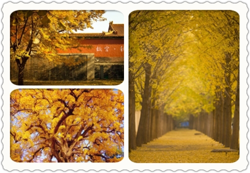 再过一个月，就是北京的人间仙境！你的硬顶敞篷小跑在哪？