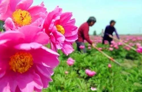 安徽车牌号上有什么,安徽车牌曝光