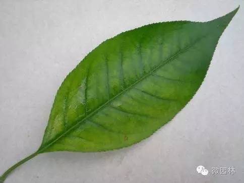 园博馆科普讲座丨植物的秘密与功能