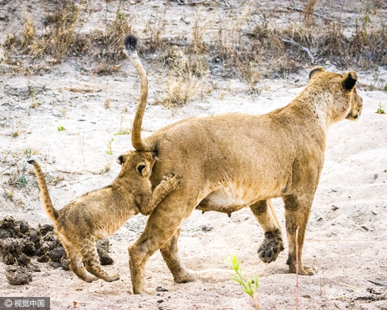 猩猩呆萌抠鼻鹈鹕悲催掉鱼动物界“谐星”分分钟治愈你