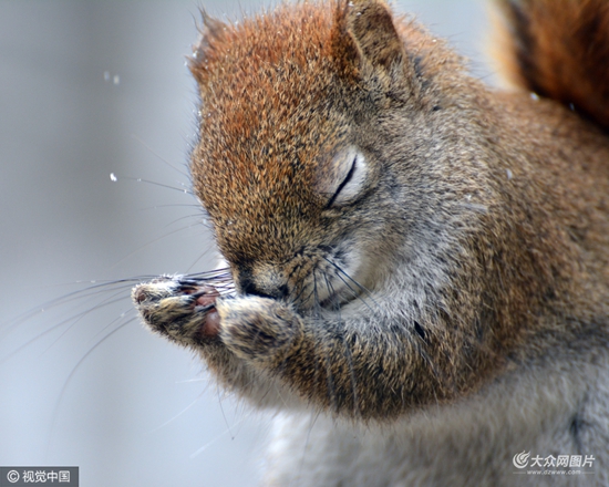 猩猩呆萌抠鼻鹈鹕悲催掉鱼动物界“谐星”分分钟治愈你
