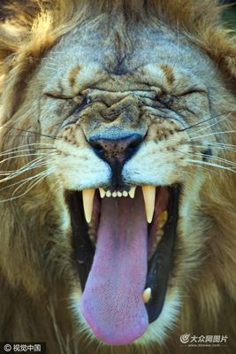 猩猩呆萌抠鼻鹈鹕悲催掉鱼动物界“谐星”分分钟治愈你