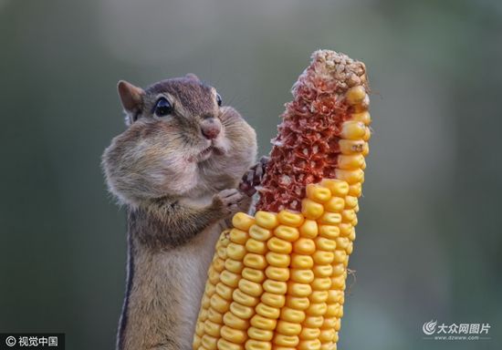 猩猩呆萌抠鼻鹈鹕悲催掉鱼动物界“谐星”分分钟治愈你